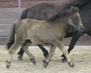 Sieger Shetland - Stutfohlen v. Pelicio van carpe diem ad Paulin von Poelzicht.